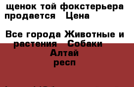 щенок той-фокстерьера продается › Цена ­ 25 000 - Все города Животные и растения » Собаки   . Алтай респ.